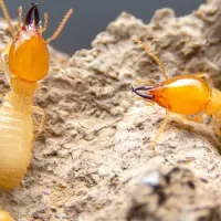 Close up image of termites on wood