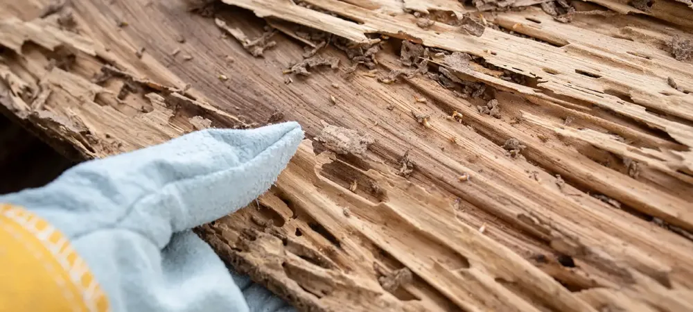 A gloved hand holding a piece of wood with termite damage