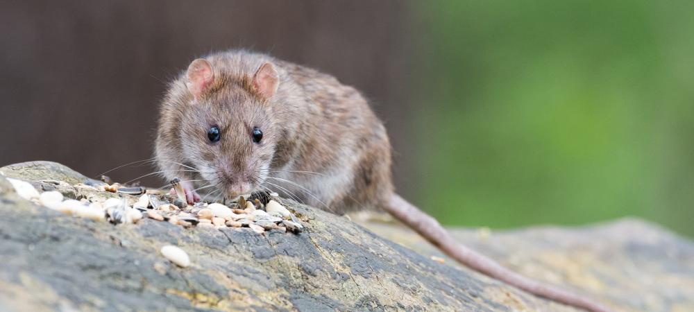 brown rat sniffing rocks