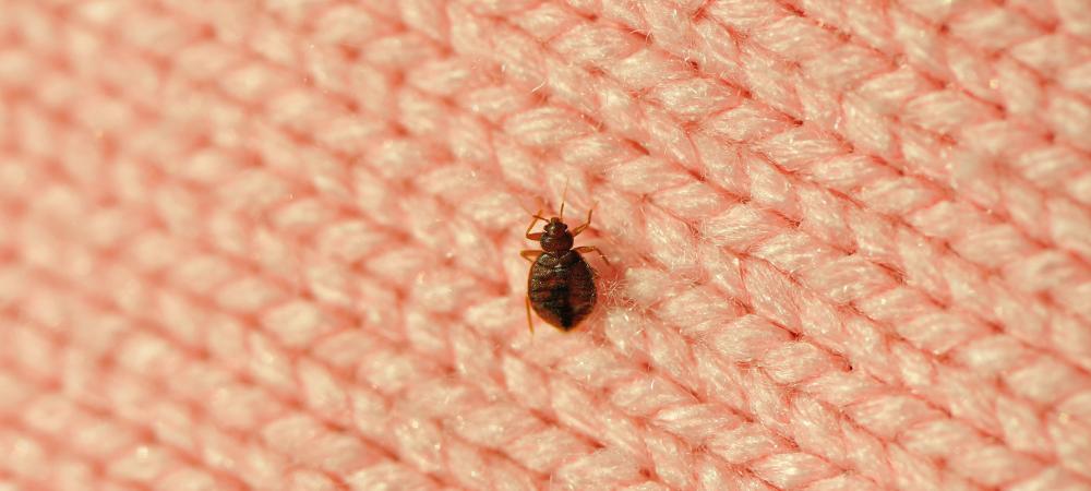 Bed bug on pink knitted fabric