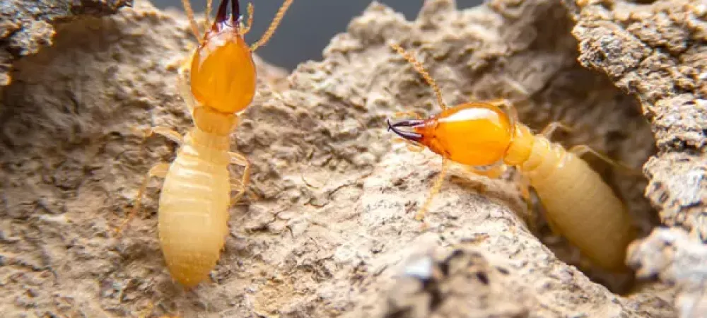 Close up image of termites on wood